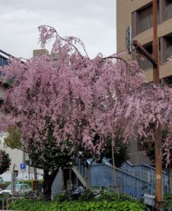 日本の心
