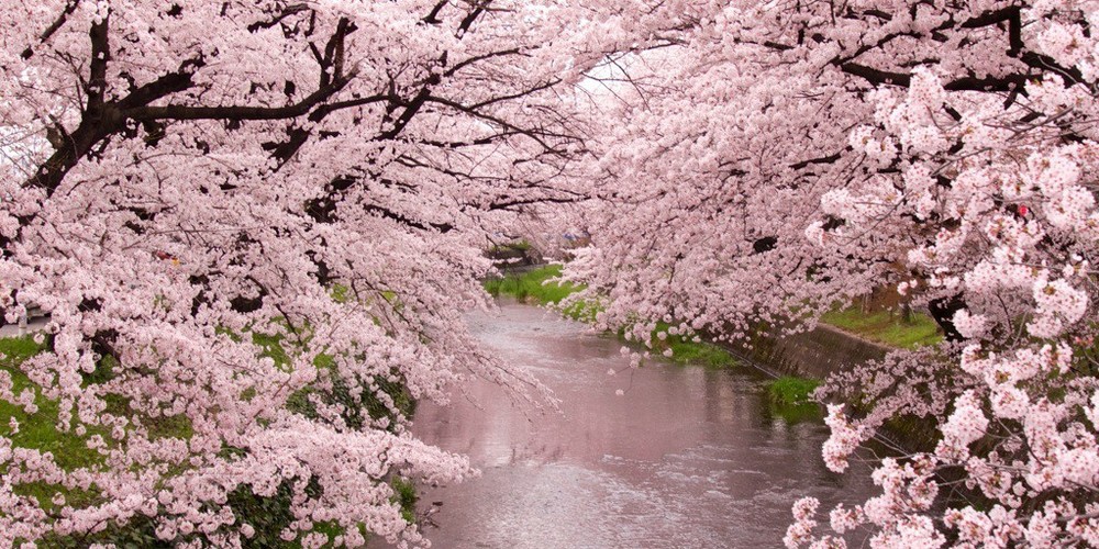 桜 花見 名古屋の空室対策カンパニー エーチーム