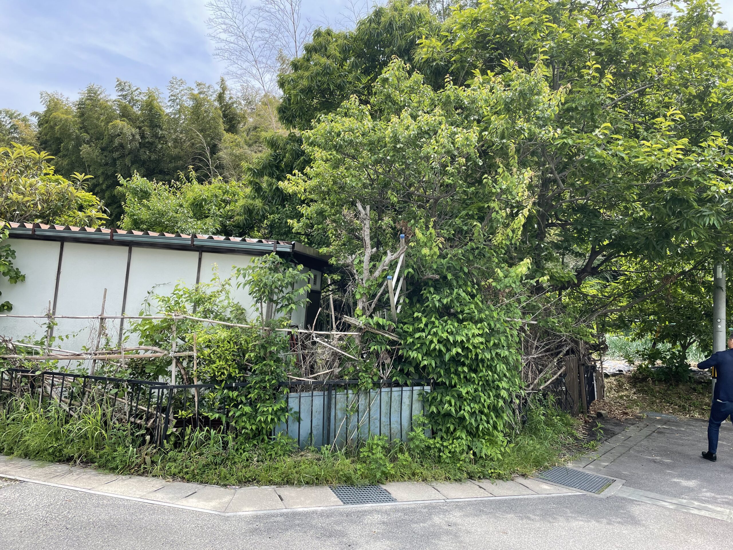 荒れ果てた森が駐車場に大変身！